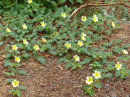 Tribulus terrestris účinky