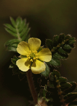 Tribulus terrestris